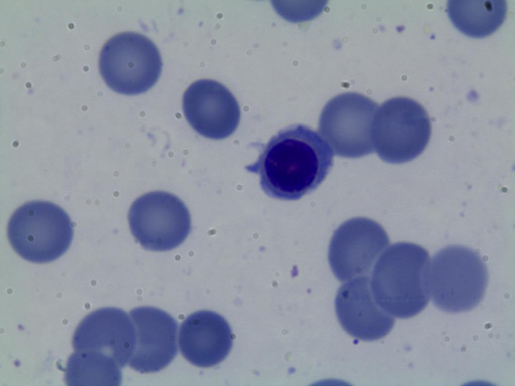 image de cytologie